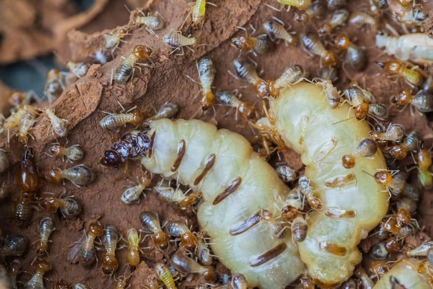Elvesta Termite Control Services In Nairobi Kenya 1.