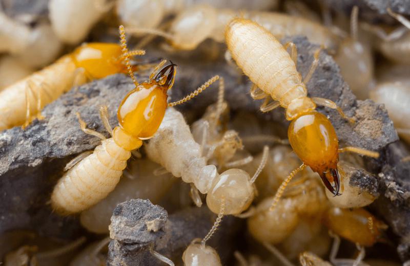 Professional Termite Control Services in Nairobi, Kenya